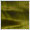 Ivy Green / QM